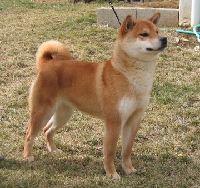 IMG_4887 Shato_0.JPG